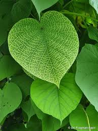 Image result for Argyreia nervosa