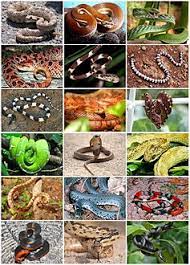 See full list on mawdoo3.com Ø«Ø¹Ø¨Ø§Ù† ÙˆÙŠÙƒÙŠØ¨ÙŠØ¯ÙŠØ§
