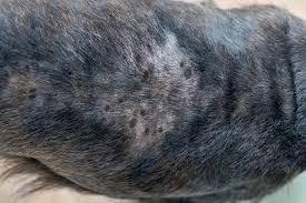 6 Dog Dry Skin Home Remedies Dog Dry Skin Dog Dry Skin Remedy Dry Skin Home Remedies