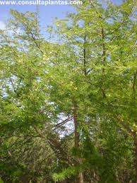Image result for Acacia hebeclada