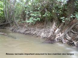 RÃ©sultat de recherche d'images pour "rÃ´le des racines des arbres au bord de l'eau"