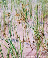 Image result for Cyperus alopecuroides