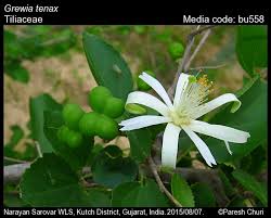 Image result for Grewia praecox
