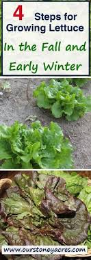 Romaine lettuce square foot garden. 130 Square Foot Gardening Ideas Square Foot Gardening Garden Square Feet