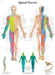 Spinal Nerves Anatomical Chart