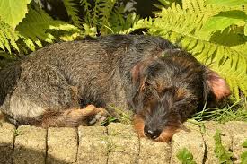 Why does my elderly dog sleep all the time? How Much Sleep Do Dogs Need Welcome To The Sausage Dog World
