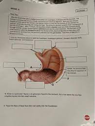 Solved Pogil Activity On The Digestive System Let S Go Chegg Com