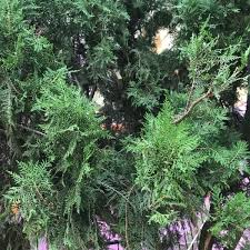 Image result for Calvoa orientalis