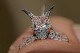 Image result for Oxyrhachis