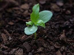 After an apple seed is planted, it takes a few weeks before it will sprout. 961 Apple Seedling Photos Free Royalty Free Stock Photos From Dreamstime