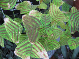 Image result for Fuirena obcordata