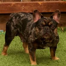 Merle french bulldog puppies can easily cost you as little as $3500. Merle French Bulldogs Home Facebook