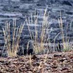 Pada wilayah midwes terdapat bighom, domba, dan rusa. 8 Jenis Flora Di Amerika Serikat Yang Langka Dan Unik Ilmugeografi Com