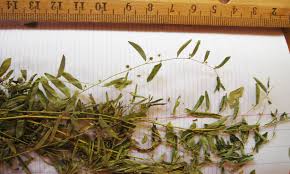 Image result for Phyllanthus pentandrus