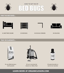 How To Get Rid Of Bed Bugs Fast Using Home Remedies Rid Of Bed Bugs Bed Bugs Bugs