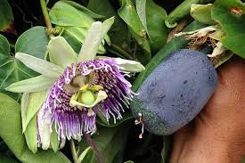 Image result for Passiflora ligularis