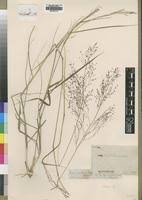 Image result for Panicum graciliflorum