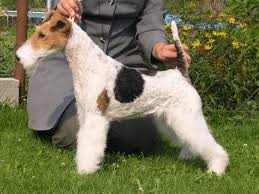 Image result for foxterier drsnosrstý