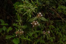 Image result for Virectaria major