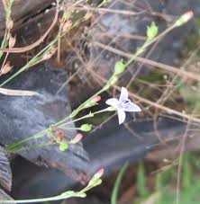 Image result for Oldenlandia affinis