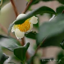 Image result for Camellia sinensis