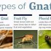 What is a good natural gnat repellent? 1