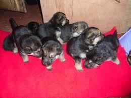 With so many options and so much variety in the uptown network. German Shepherd Puppies For Sale Houston Tx 121148