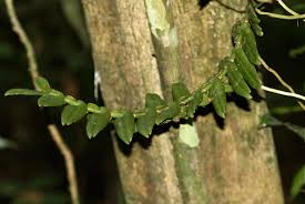 Image result for Calyptrochilum