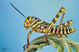 These points can be used for a variety of tasks. Tiger Grasshopper Tropidacris Sp Bugs And Insects Arthropods Beautiful Bugs