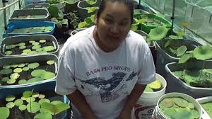 Use fertilizer once a month. How To Fertilize Water Lotus Plants Youtube