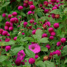 Image result for Gomphrena globosa