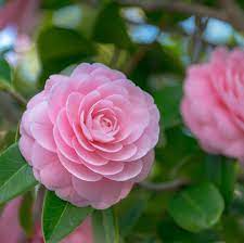 Flowering trees provide a wealth of benefits to a home and its surrounding landscape. 9 Trees For Small Yards Best Small Trees For Privacy And Shade