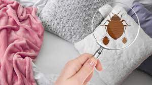Being vigilant on inspecting each and every item you bring into your home is the best way to prevent an infestation. How To Find Bed Bugs And Get Rid Of Them Take Care Termite