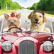 An ihrer eigenen hochzeit oder der hochzeit naher angehöriger können sie teilnehmen und. Geburtstag Humor Grusskarte Googlies Popshot Urlaub Hochzeit Hunde Im Auto 16x16cm Popshot