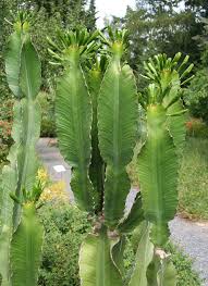 Image result for Euphorbia pseudopetiolata