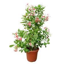 Image result for Quisqualis