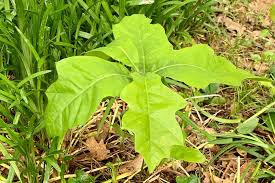 Over 13,040 tree saplings pictures to choose from, with no signup needed. How To Transfer A Sapling Nashville Tree Conservation Corps