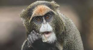 Image result for Brazzeia congoensis