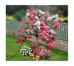 See more ideas about myrtle tree, crepe myrtle trees, crepe myrtle. Cottage Farms 2 In 1 Pink White Crape Myrtle Patio Tree Qvc Com