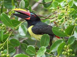 Image result for Ozoroa viridis