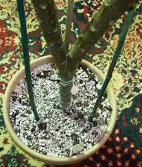 Plumeria Tropical Plant Care The Importance Of Staking Plumeria Cuttings And Plumeria Plants At Planting Time Plumeria Plant Care Edible Plants