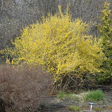 We did not find results for: Northern Gold Forsythia Forsythia Northern Gold In Burlington Waterdown Dundas Ontario Ontario On At Connon Nurseries
