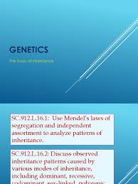 Fill in missing boxes assuming that having. Florida Biology Genetics 16 1 Dominance Genetics Zygosity