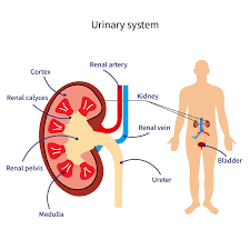 Image result for Renal Function
