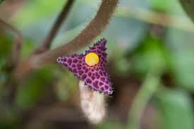 Image result for Aristolochia heppii