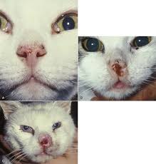 Here is what we did for him. Tumors Of The Respiratory System Veterian Key