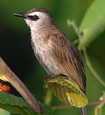 Suara panggilan burung trucukan,ampuh untuk memancing burung trucuk bakalan atau trucuk malas bunyi mp3 duration 15:43 size 35.97 mb / sobo kalen 17. Trocok Birds Bird Habitat Trucuk Or Bird Trucuk