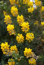 Image result for Adenocarpus