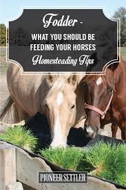 Fodder Definition What Do Horses Eat Horses Horse Food Horse Feed