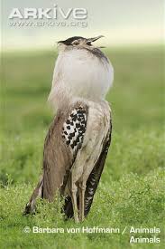 Résultat de recherche d'images pour "bustard"